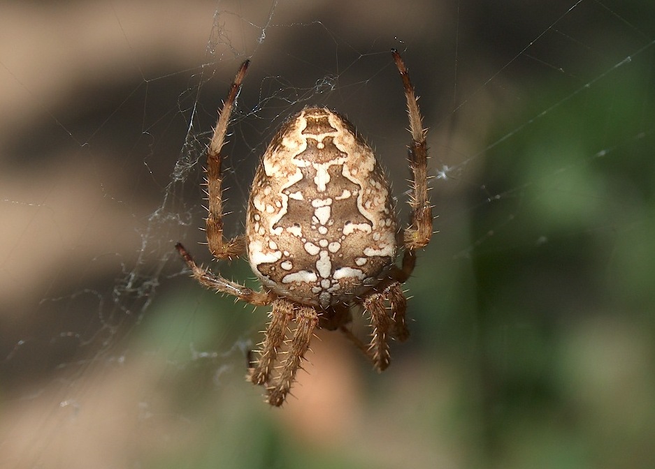 Araneus diadematus, suppongo...